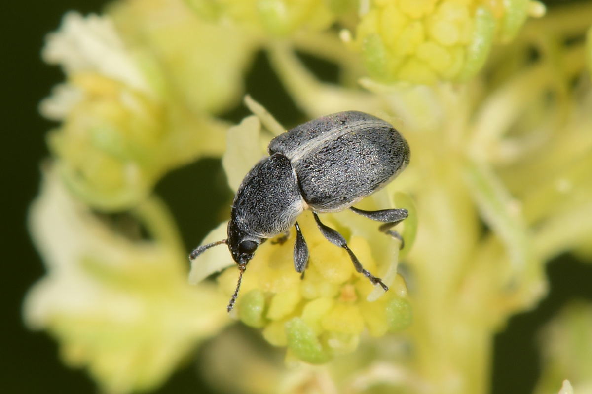 Anthribidae: Bruchela suturalis? S.